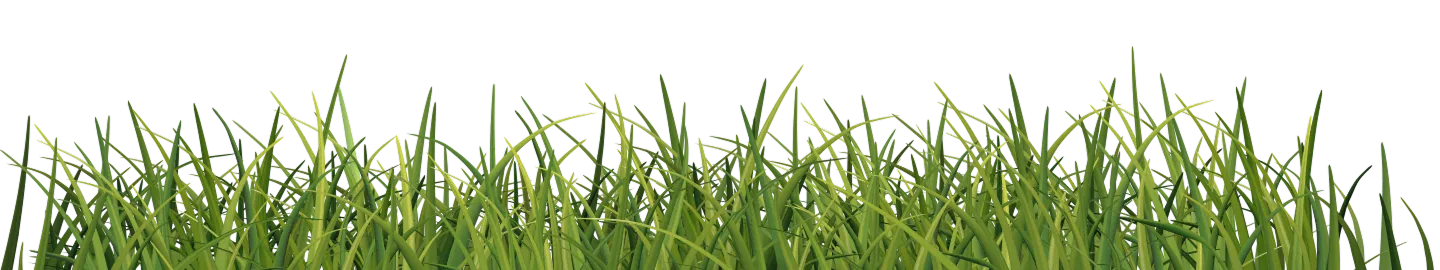 Pasto del hogar de nuestras gallinas